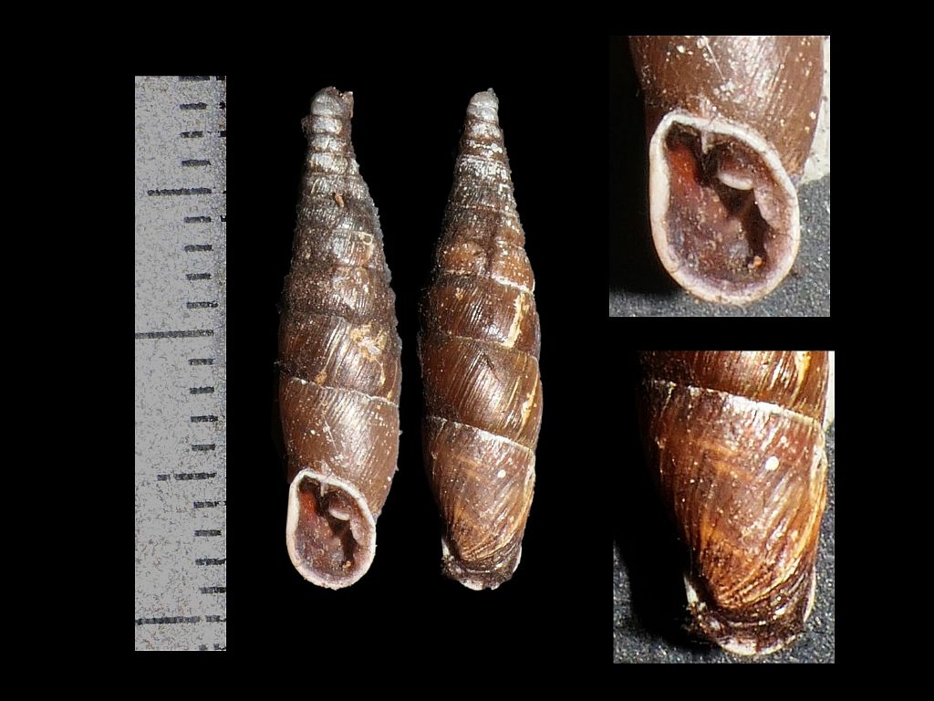 Clausiliidae dai Simbruini 3